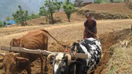 These Nepali Farmers Use A Renewable Supply Of Green Fertilizer