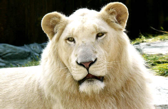 The White Lion of Ancient Zulu Prophecy: The Golden-Hearted Alchemist 