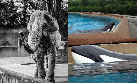 How Keeping Large Mammals In Zoos and Aquariums Damages Their Brains