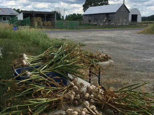 A pile of fresh garlic in bunches ready for pickup and market delivery. (how a local food diet can make you and your community healthier during covid 19)
