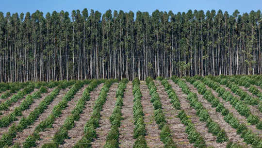 This human-made forest is planted with gum tree saplings that will eventually be harvested