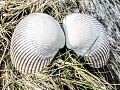 angel wings clam seashell